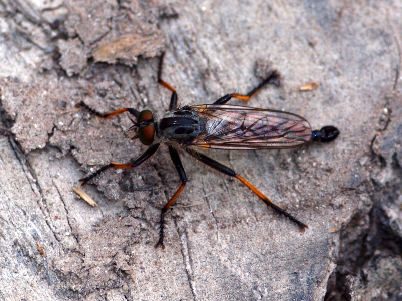 Asilidae con zampe rosso nere: cfr. Neoitamus cyanurus